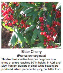 Photo of green leaves and bright red cherries on the branch.