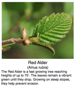 Photo of a bud and young leaves at the end of a Red Alder branch.