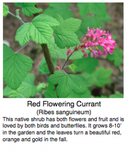 Green leaves and pink blooms of the Red Flowering Currant.