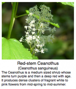 Photo of bright green leaves and one cluster of white flowers.