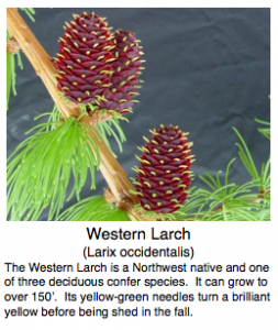 Yellow-green needles and cones of the Western Larch.